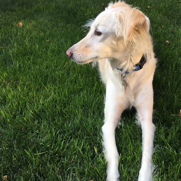 Meet your Posher, Allyson - Picture 3 of 3